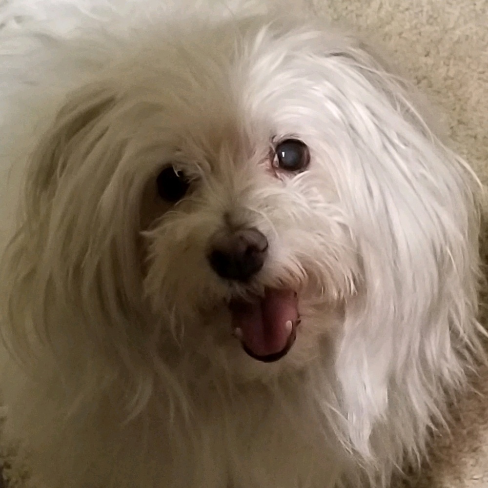 Meet your Posher, Yasmine